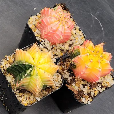 cactus miel SOMIEL - MIEL CACTUS BLANC YMEN