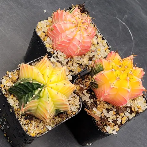 Rare Variegated Gymnocalycium Mihanovichii Cactus (1.5-2 in), Bare Root Ship Live Indoor Perennial Houseplants, Easy-Care Bright Indirect Light Tropical Succulent for Succulent Lovers, Variegated Hues, Low Water, Plant Decor