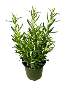 4" BBQ Rosemary – Salvia Rosmarinus – Live Plant