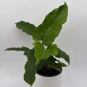 Philodendron Jungle Fever Pot 6 - New Arrival Easy Care Tropical Plant for Indoor Enthusiasts Minimal Attention Required Enhance Your Living Space Today