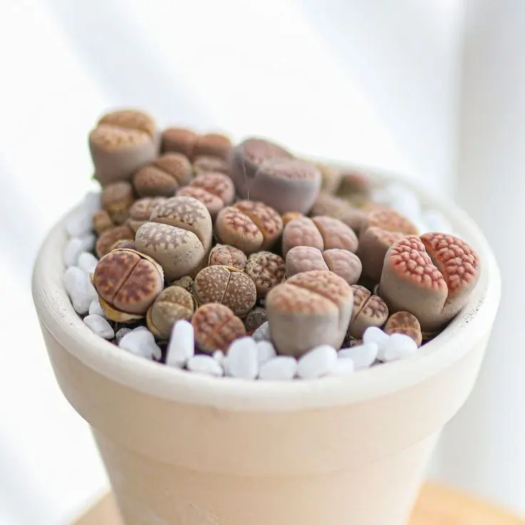 Lithops Living Stones Live Cactus Lithops Living Stones Live Cactus