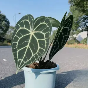 Anthurium Crystallinum seed| Green Live House Plant seed for Indoors|Rare and Exotic Indoor Plants seed for Living Room|Anthuriums seed Live Plants |Crystallinum House Plant seed