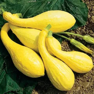 Yellow Crookneck Summer Squash Seeds fall vegetables