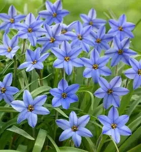 Jessie Spring Starflower Bulbs for Planting - Ipheion Uniflorum