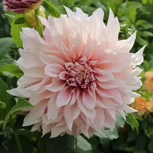 Dahlia Cafe Au Lait Perennial Flowers - Dahlia 10-Inch Tube with Soft Pink petals and Dense Flowering