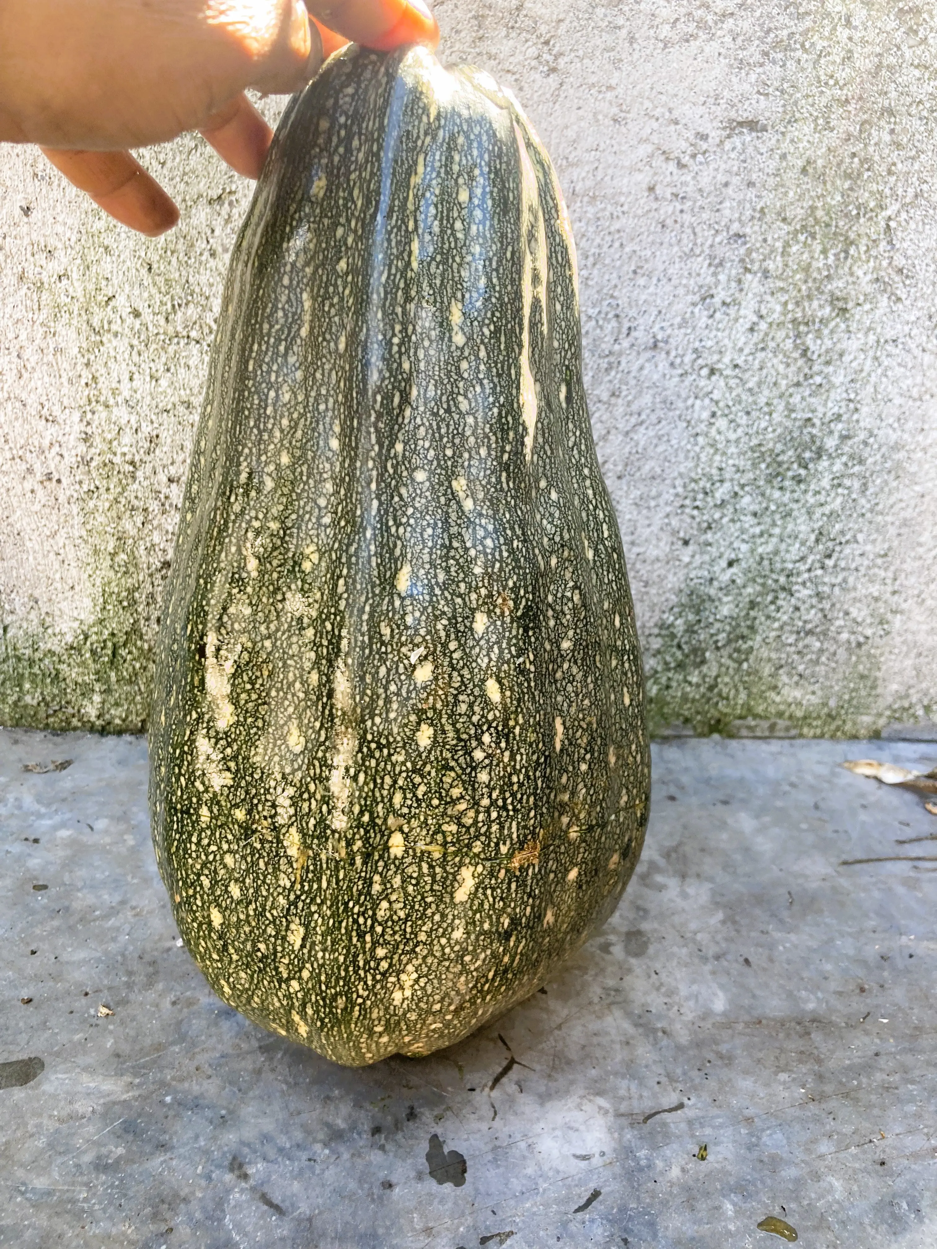 Long Speckled Green Pepita Heirloom Pumpkin Seeds for Planting - 10 Rare Non-GMO Heirloom Seed Packets for Home Garden Supplies
