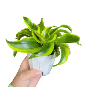 4" Dracaena Twister (Tornado), Beginner Friendly Live Houseplant, Indoor Plant