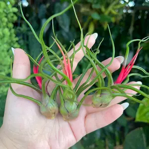 Tillandsia Bulbosa Alien Air Plant