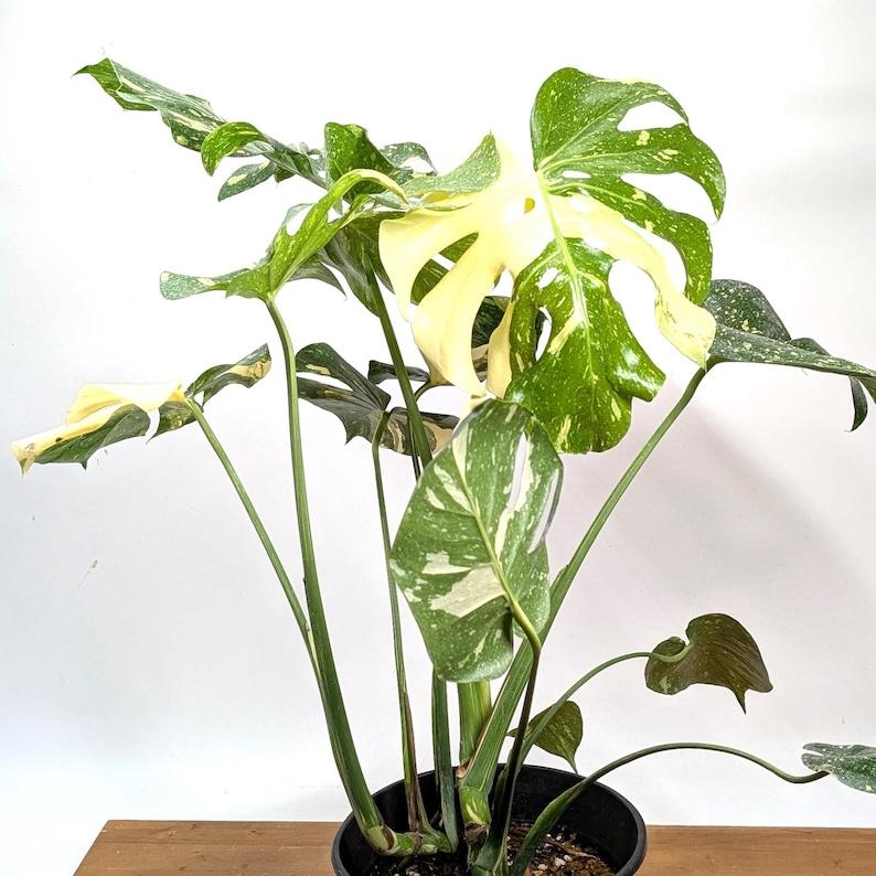 Monstera Thai Constellation - 4 inch, 6 inch, 8 inch Pots Live Tropical Aroid Plant - Perfect Houseplant Gift