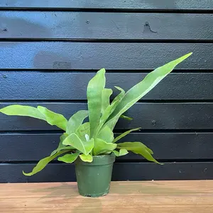 Staghorn fern plant in a 4 Inch Pot