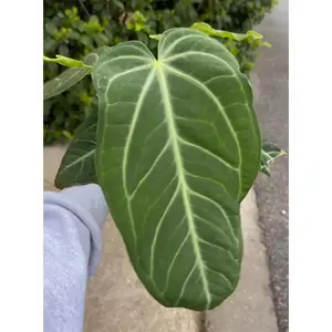 Anthurium villenaorum - 6" pot