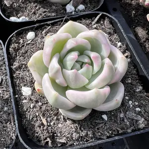 Echeveria Champagne Variegated Rare Succulent Live Plant Live Succulent Cactus