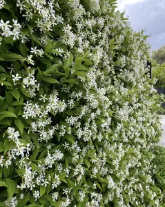 30Pcs Star Jasmine Seeds Fragrant Flower Seeds for Home Garden Trellis Planting Evergreen Vine Climbing Plant for Fence Wall Decor Gardening Gift