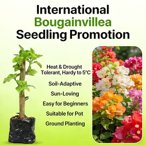 Live Rieger Begonia Seedlings | Rose Begonia Starter Plants, Easy Care Indoor Flowering Plants for Home Balcony Garden