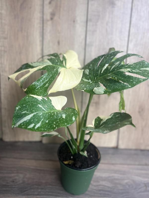 Large, Monstera Thai Constellation' in 6" POT, Thai Con.