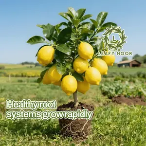 Meyer Lemon Tree, Living Plant, Dwarf Fruit Tree, Indoor and Outdoor | Fruity Sweet Lemon | Potting Container, Patio Garden | Easy Maintenance, Ideal Gift for Gardening Lovers and Home Kitchens
