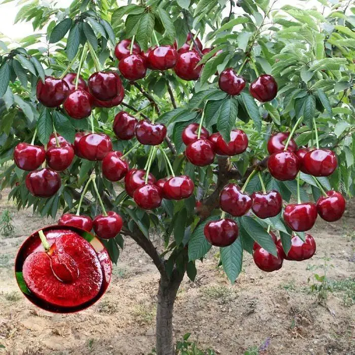 30 seeds Organic Dwarf Cherry Tree Seeds, Non-GMO Heirloom Mini Cherry Seeds, High Germination Sweet Edible Fruit Seeds, Easy to Grow, Bonsai & Potted Planting, Indoor Outdoor Garden Yard Orchard Decoration, Home Fruit Tree Planting Supplies