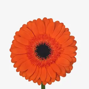 Gerber Amira - 50 Stem Bunch