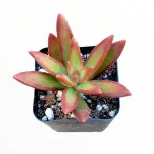 Sedum adolphii 'Firestorm'