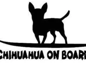 chihuahua on board surfboard dog pet funny vinyl decal sticker 5"
