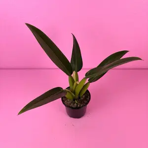 Philodendron Martianum ‘Fat Boy’ 4” | Rare Philodendron | Collector Plant