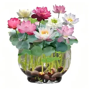20 Pcs Mix Bonsai Bowl Lotus  Water LilysFlower Plant Lotus  for Planting WaterFeatures Mixed Color Decorative Flowers for Summer Garden Decor