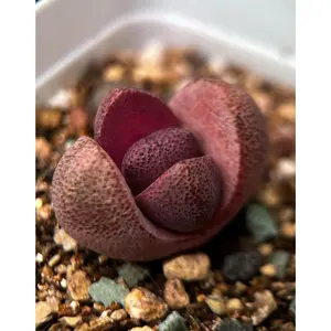 Live Plant ~ Lithops Royal Flush ~1"/2" (~2cm/5cm)/purple "dragon"