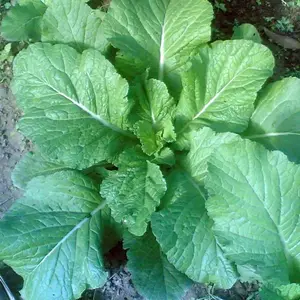 200+Florida Broadleaf Mustard Seeds Green Shealihong Loose Leaf Vegetable USA