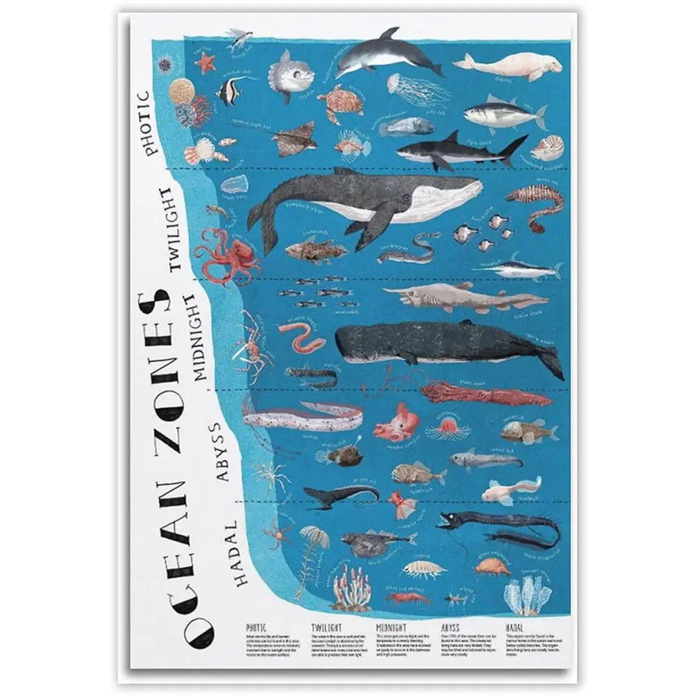 ZHAOYZZY The Layers Ocean Zones Poster Science Posters for Classroom ...