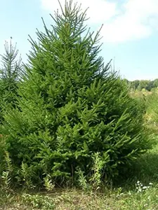 Norway Spruce Tree Picea Abies, Grown Seeds 2 Pack x 30 Seeds Fast-Growing Edible Garden Raised Bed Vertical