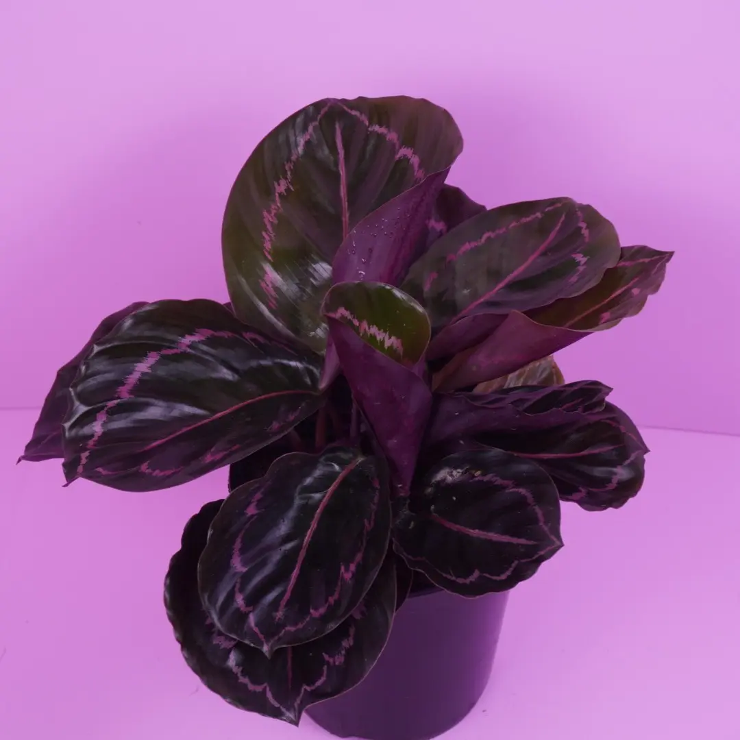 Calathea Dottie – Dark Foliage with Pink Patterns Live Plant 6” Pot Low to Medium Light High Humidity Indoor Plants for Plant Lovers