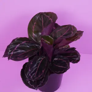 Calathea Dottie – Dark Foliage with Pink Patterns Live Plant 6” Pot Low to Medium Light High Humidity Indoor Plants for Plant Lovers