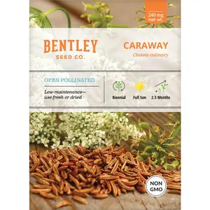 Caraway Seed Packets