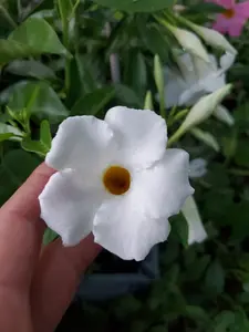 WHITE MANDEVILLA STARTER WELL ROOTED LIVE PLANT 5 TO 7" TALL- 2 PLANTS PER ORDER
