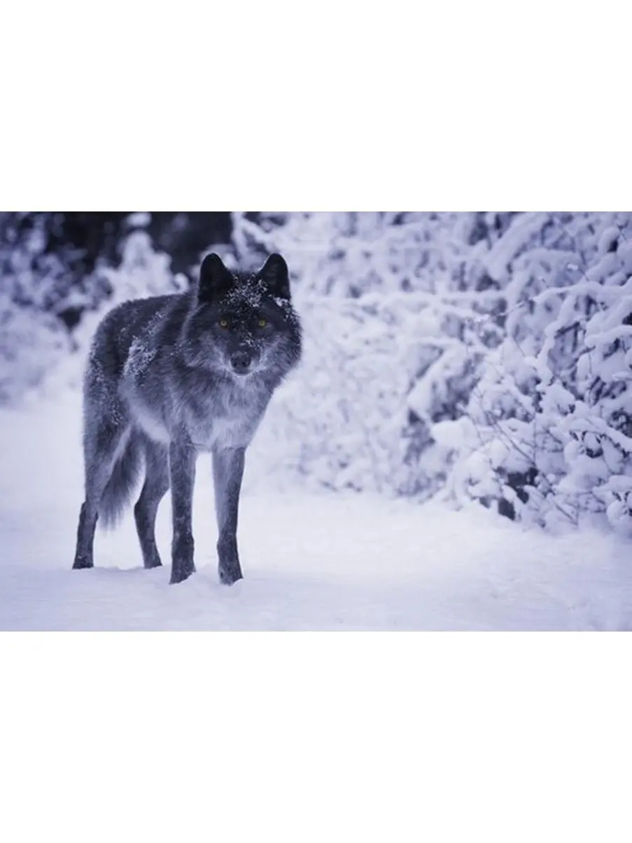 Artistic Wolf Poster Print by Don Hammond - 17x11 in, Home Decor for Room Wall, Ideal Gift for Home Supplies Enthusiasts