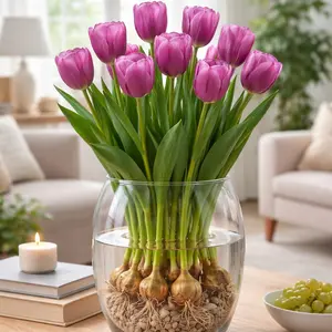 Pre-Chilled Purple Tulip Bulbs for Forcing Indoors - Easy to Grow - Grow in Water or Dirt Indoors or Plant Outdoors - Prechilled Indoor Bulbs