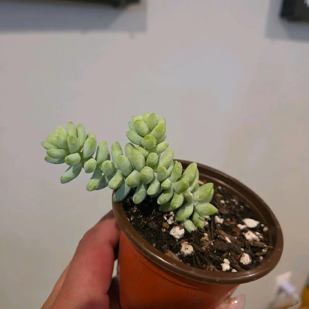Donkey Tail Succulent 4"