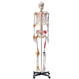 【Father's Day】VEVOR Human Skeleton Model for Anatomy, 71.65" Life Size, Accurate PVC Anatomy Skeleton Model with Ligaments, Movable Arms, Legs & Jaw, with Muscle Origin & Insertion Points, for Professional Teaching