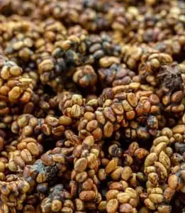 Kopi Safari Roast Coffee Beverage - Rich Bold Flavors Exclusive at Infinite Lifestyle Premium Selection Quality Sophistication