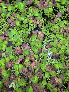 Floating Plant Mix – Red Root Floater, Salvinia, Duckweed