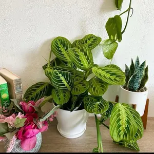 Maranta Lemon Lime - 6” Pot