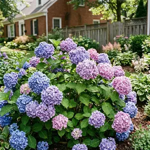 50 Endless Summer Hydrangea Seeds for Planting - Variety for Home Gardening
