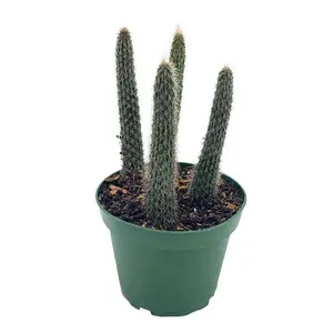 Old Man of The Andes, Oreocereus celsianus, Rare Cactus, 4 inch Pot, Well Rooted