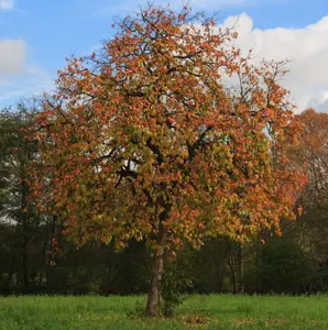 2 American Persimmon Tree Live Plant - 6 to 12 Inch - Quart Pot -  Cold Hardy - Native Common Persimmon Fruit Seedling - No Ship To AK, HI and P.R.