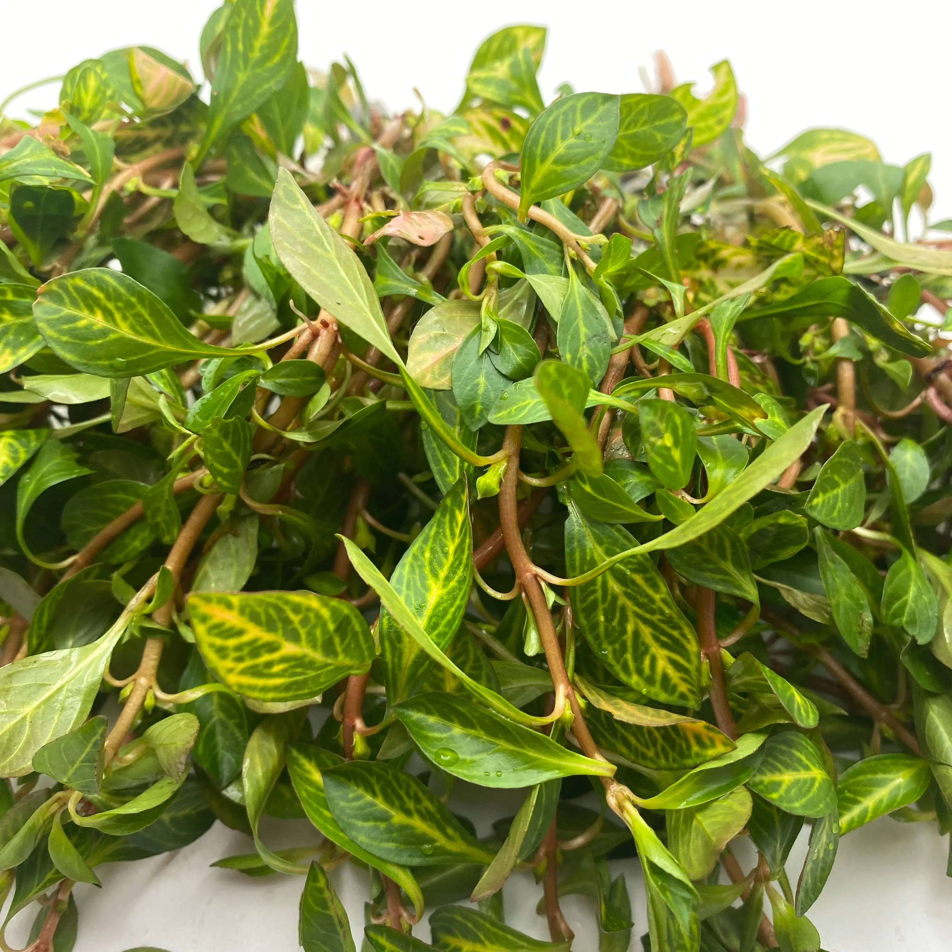 Tofu's Tanks Ludwigia Ovalis bunch - Live Aquarium Stem Plant for Fish Tanks