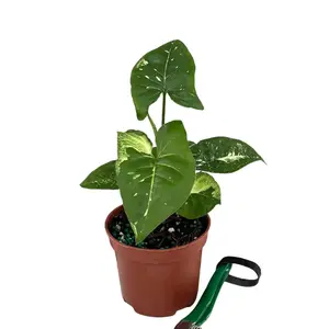 Syngonium Panda Galaxy