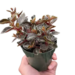 Peperomia 'Metallica'