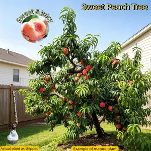 Sweet Honey Peach Tree Sapling I DeliciousHomegrown Fruit | Self-Fertile Variety IVigorous Root System I Perfect for BackyardGardens & Outdoor Planting I Simple Care &Low Maintenance I Great for GardeningEnthusiasts & Beginners easy-to-cultivate tree seed