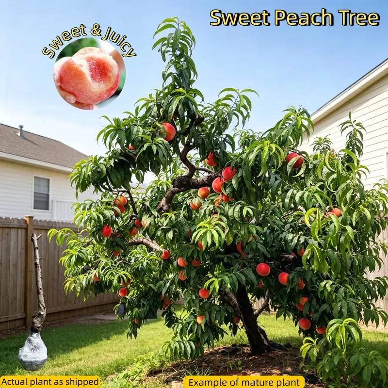 how to plant a fruit tree - TikTok Shop