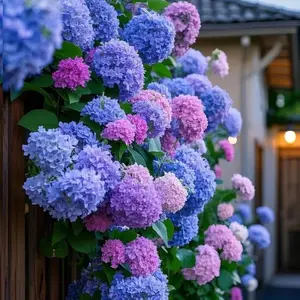 35 Premium Hydrangea Seeds Mixed Color Blooms Hardy Perennial Shrubs for Garden Borders & Landscaping Summer Blooming Variety